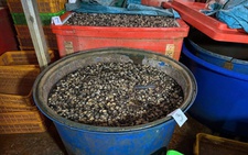 Ho Chi Minh City police bust operation soaking 3,000 tonnes of snail meat in chemicals
