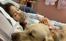 Facility dogs comfort hospitalized children in Japan
