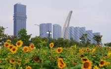 In photos: Ho Chi Minh City blooms with new year decorations