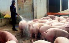 Vietnamese livestock farmers squeezed by rising feed costs, weak meat and egg prices