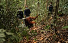 Indonesia moves 8 endangered orangutans to safety after Borneo fires