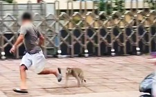 Long-tailed macaque chases, bites pedestrians on Ho Chi Minh City street