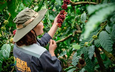 Vietnam coffee export revenue hits record $8.5bn, but raw beans still dominate