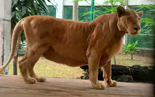 Beloved lion Mimi dies after 16 years at Saigon Zoo