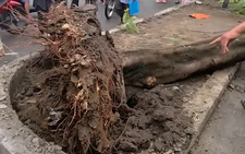 Uprooted tree kills man in Ho Chi Minh City