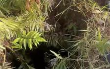 Malaysian tourist falls into 10-meter-deep hole while hiking in Da Lat