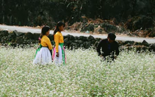 Northern Vietnam's rocky highlands turn pink as buckwheat flower season begins
