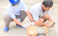 Man dies of rabies after dog bite in Vietnam’s Dong Nai