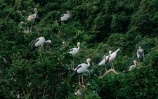 Ninh Binh beyond the usual sights: Spot thousands of birds at northern Vietnam’s largest natural bird park