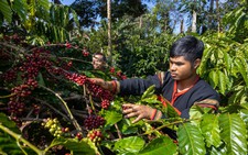 Why Vietnam’s world-leading Robusta is still treated as a ‘filler’ coffee