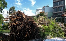 Bodhi tree crashes down at busy Ho Chi Minh City intersection, causing major traffic jam