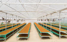 Vietnamese Robusta needs consistent quality before stronger branding