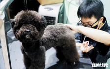 Young Vietnamese pet owners rush to grooming, boarding services ahead of Tet