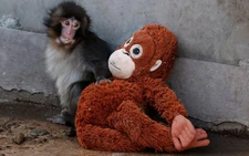 Abandoned baby monkey finds comfort in stuffed orangutan, charming zoo visitors 