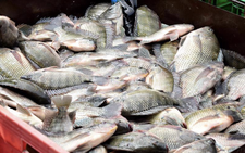 US imports over $50mn worth of Vietnamese tilapia as exporters seize market shift