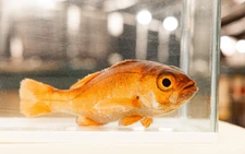 Kindai University successfully farms blackthroat seaperch