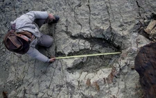 New AI method helps identify which dinosaur made which footprints