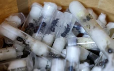 Kenya arrests man trying to smuggle over 2,000 live ants in his luggage