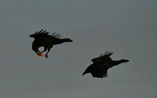 Scavenging ravens memorize vast tracts of wolf hunting grounds: study