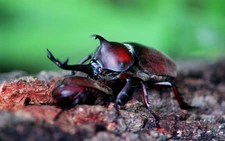 Most female rhinoceros beetles mate only once in lifetime: study