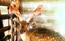 Farmed deer in north-central Vietnam yields record 5.43-kg velvet antlers
