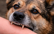 Rabid dog bites 3 people as Da Nang reports 7 outbreaks this year