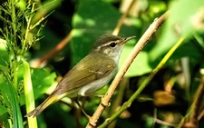 New bird species found in Japan for 1st time in 45 years