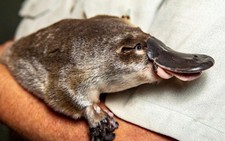 The platypus is even weirder than thought, scientists discover