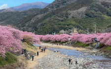 Vietnamese demand for Japan cherry blossom tours stays strong