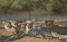 Somaliland centre saves cheetahs from trafficking to Gulf palaces