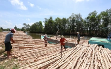 Busy melaleuca trading season unfolds in Vietnam’s U Minh amid quiet change