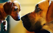 Ancient dog DNA suggests 16,000-year history as man's best friend