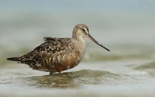 Forty new migratory species win international protection: UN body