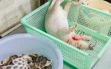 Vietnam’s Khanh Hoa police arrest Chinese national in pangolin slaughter case at restaurant