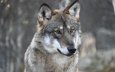 Wolf bites woman in Germany in first attack for decades