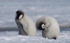 Emperor penguins listed as endangered species: IUCN