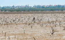 Mangrove die-off hits coastal forest in north-central Vietnam, cause under investigation
