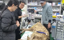 Escaped wolf in South Korea recaptured, returned to zoo