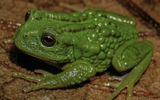 New frog species carrying eggs on back discovered in Peru
