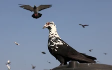 Ancient Mughal tradition of pigeon-rearing thrives in India's capital