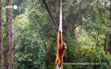 Orangutan uses Indonesia canopy bridge in 'world first': NGO