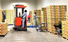 Lack of cold storage limits fruit sector, hurts farmers in Vietnam