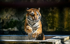 Bangladesh's tigers stalk uncertain future in Sundarbans