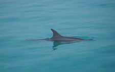 Dolphin swims close to shore at Vietnam’s Ly Son Island, drawing crowds