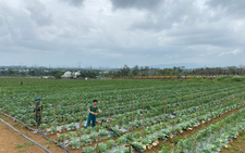 Da Nang to pilot Japanese-style farming zones