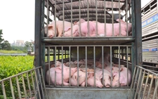 Police intercept truck carrying 100 diseased pigs in central Vietnam
