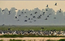 Rare birds, spot-billed pelicans return to Vietnam’s Tram Chim National Park