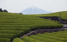 Japan green tea exports jump in FY 2025 amid global matcha boom