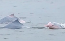 Rare pink dolphins spotted off Vietnam’s Hai Phong coast