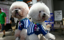 World Cup fever gets tail-wagging twist as Singapore kits out pets